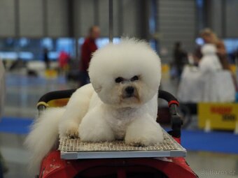 Bišonek štěňátka s PP - 10