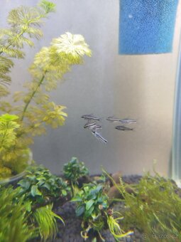 🌿 Krevetárium 30l 🌿 - 10