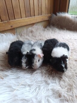 Morče  US Teddy / morčata / morčátko - 10