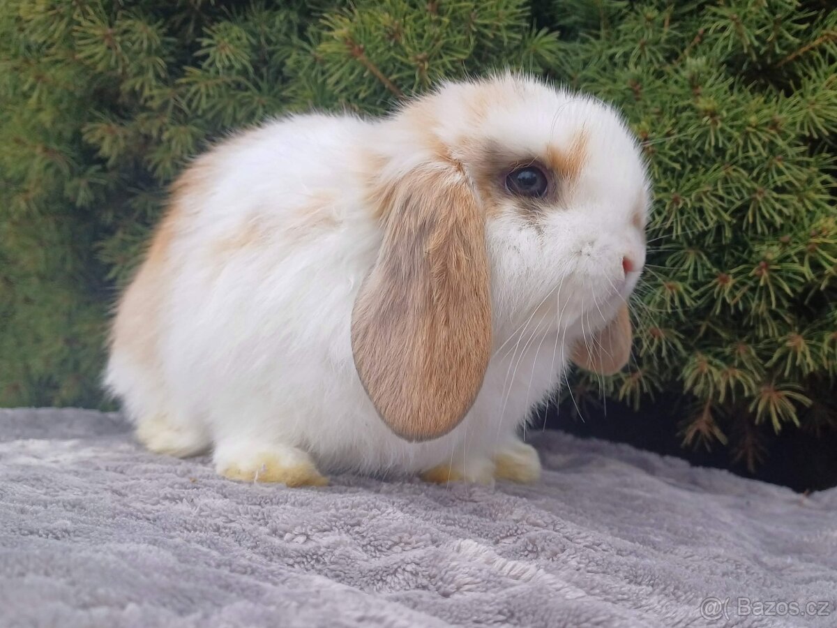 ★Poslední Volný Sameček Zakrslý Beránek MiniLop★ - 11