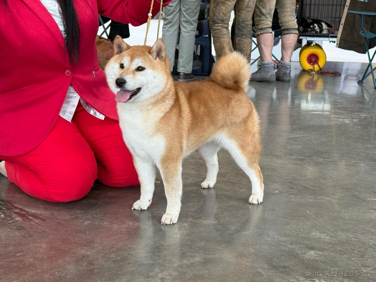 Shiba s PP FCI - 11