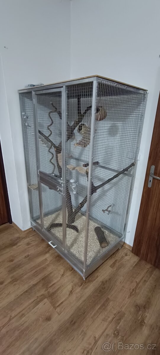 Vakoveverka 🐿️ Létavá - 11