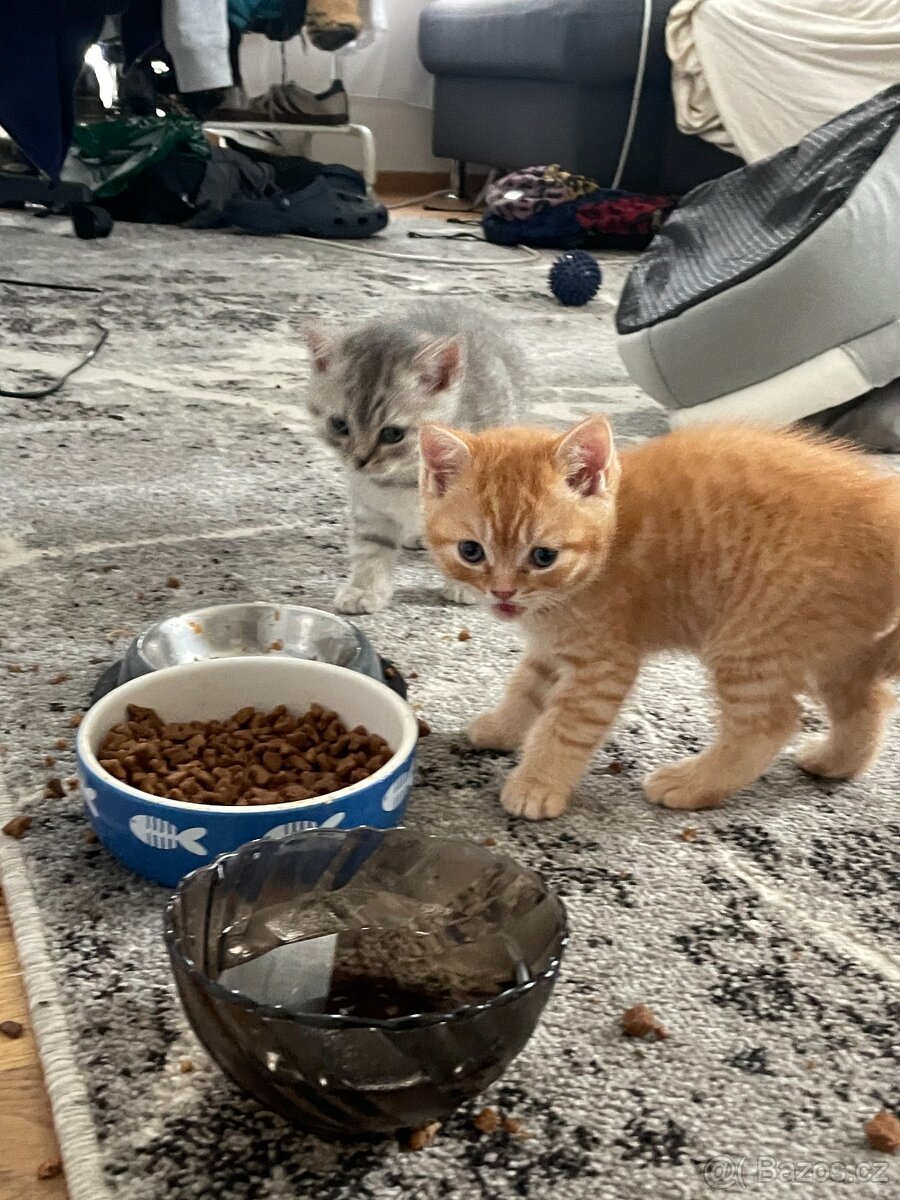 Koťátka - 11