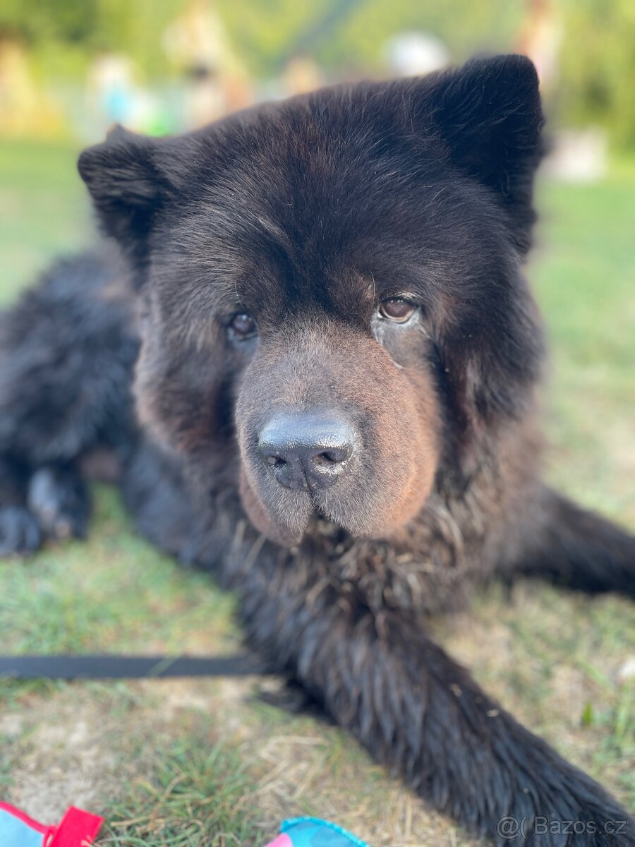 Hledáme fenku na krytí - Chow Chow (Čau Čau) - 11