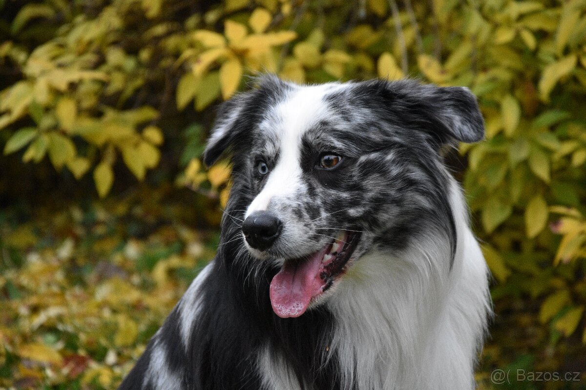 Krycí pes border kolie s PP FCI, nabídka krytí - 11