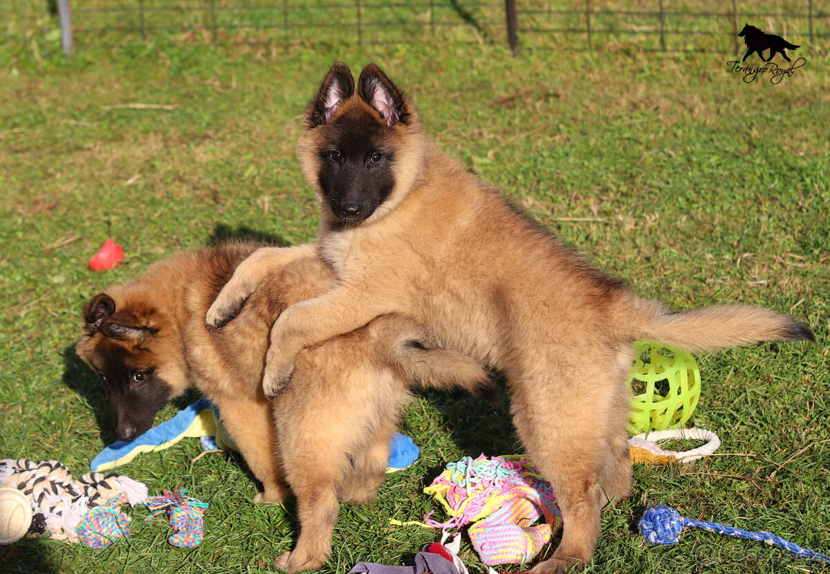Belgický ovčák Tervueren s PP - štěňátka k odběru - kluci - 11