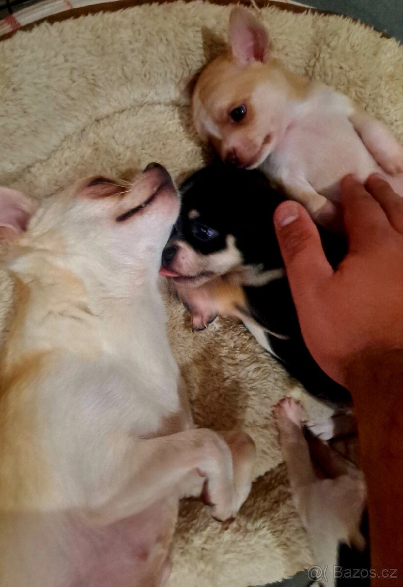 Prodám krásná štěňátka čivavy bez PP – 7 týdnů - 11