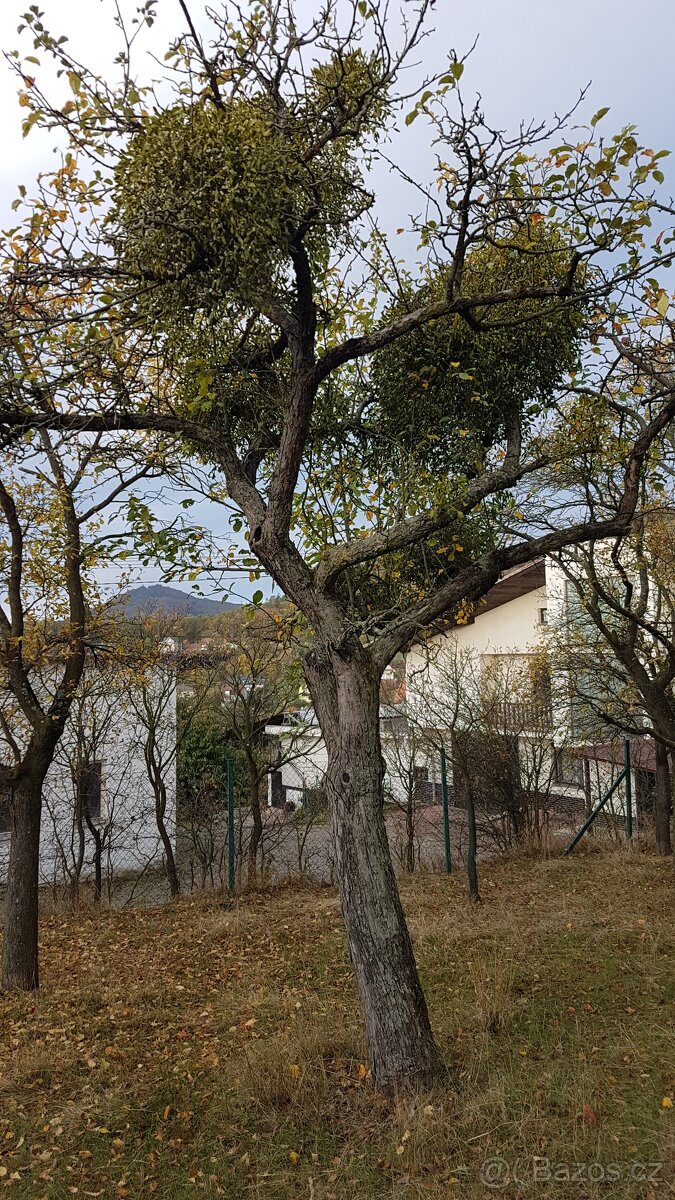 Prodám krásné jmelí na dekorace, do kytic apod. - 11