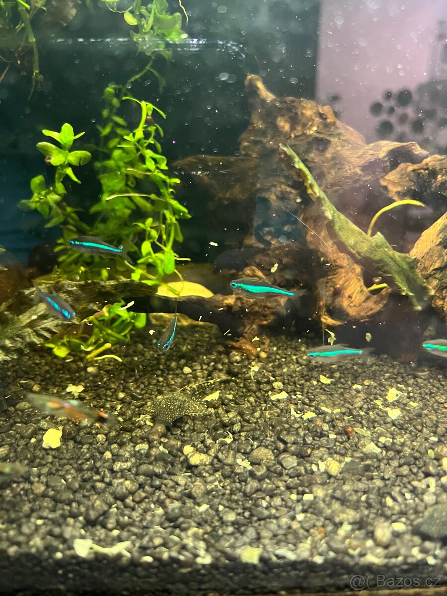 Akvárium INVITAL 60L. S rybičkama a filtrem Oase Bioplus 100 - 11