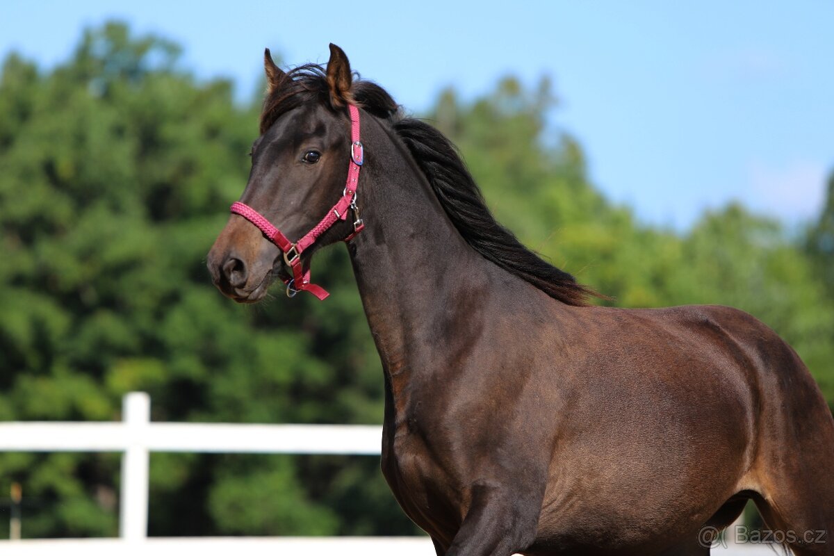 ______Valášek Barock pinto - Frís___ - 11