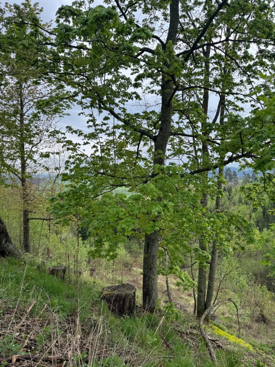 Prodám lesní pozemky v k.ú. Bukovina u Čisté. - 11