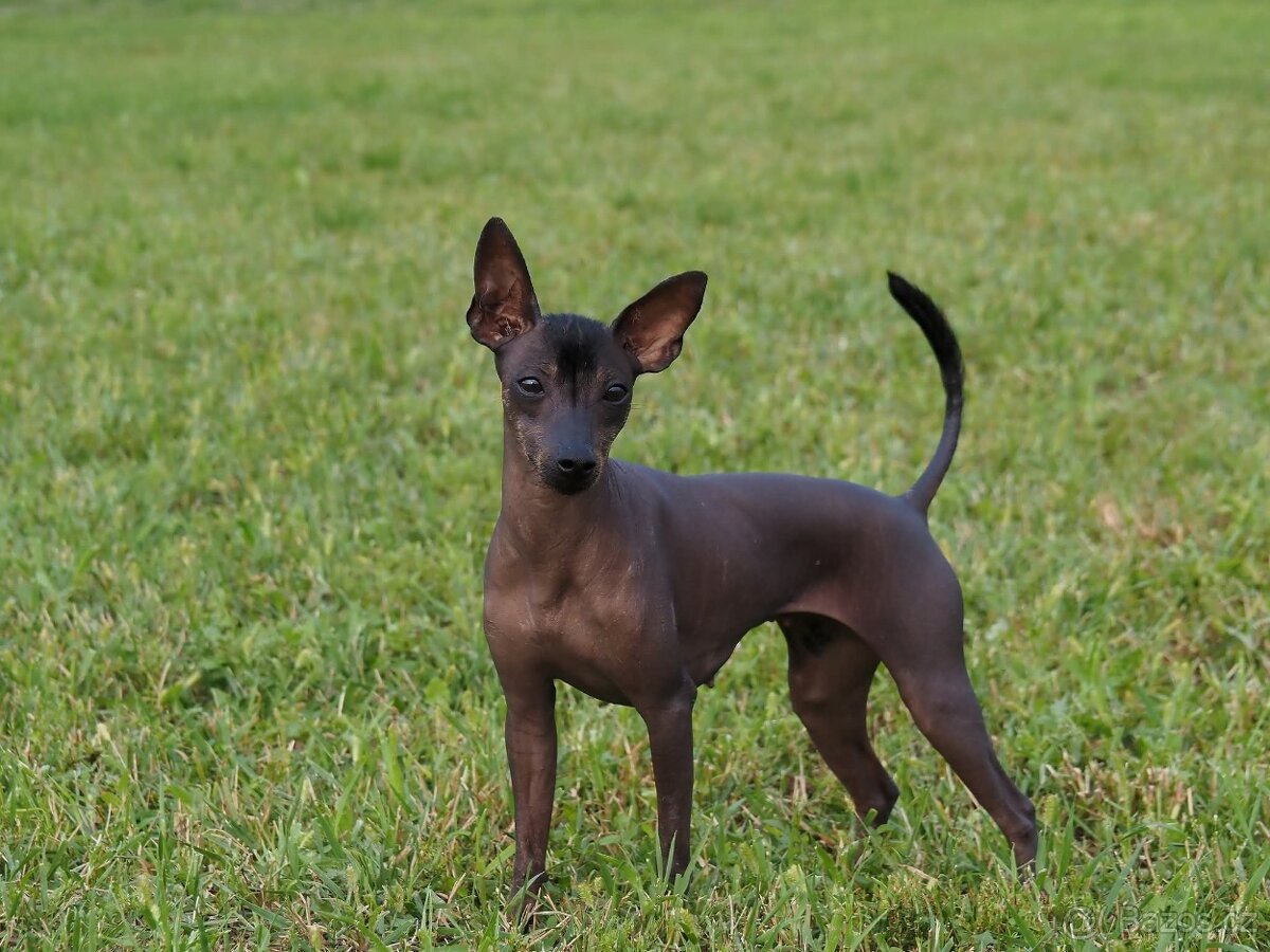 Mexický naháč miniatúrny- mini xolo s PP - 11