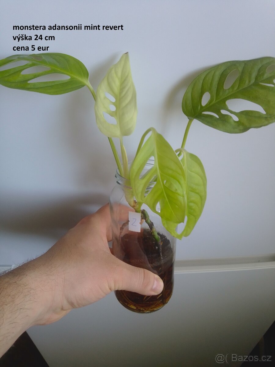 rastliny predaj - 11