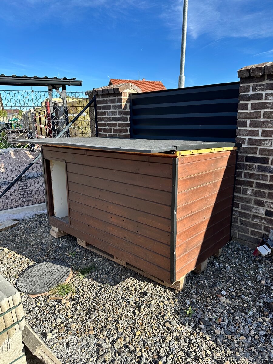 Australský ovčák bez PP - 11