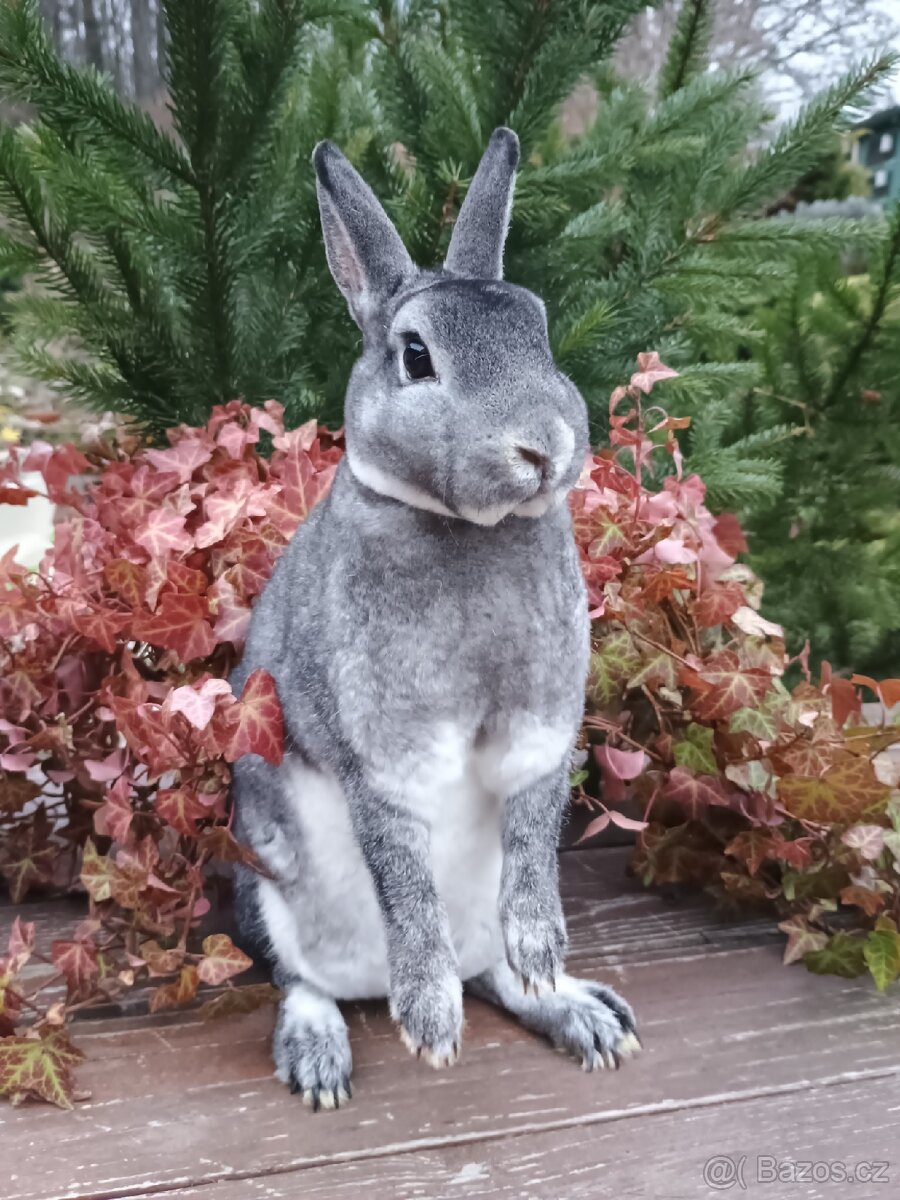 Zakrslý rex činčilový samičky s ním - 11