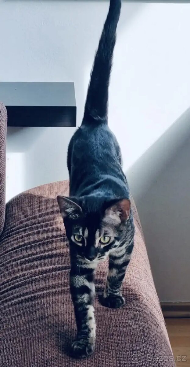 Bengálská kočka-holčička - 11