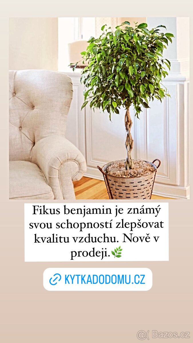 Exotické pokojovky - 11