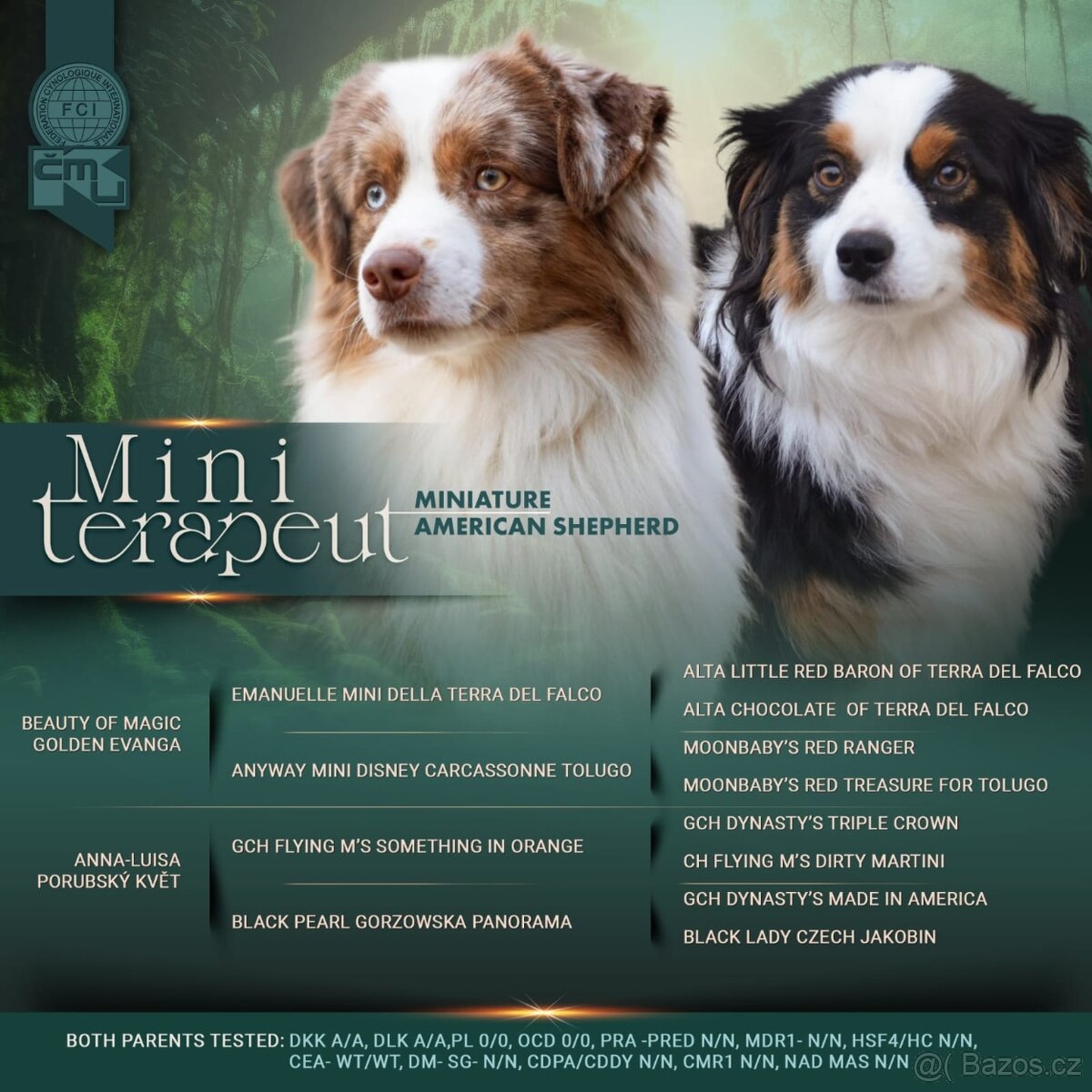 Štěňata Miniaturní Americký ovčák s PP(FCI) - 11
