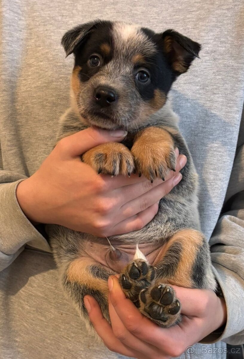 Australský honácký pes - 11