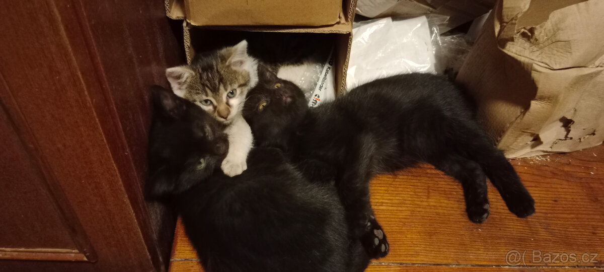 DARUJEME koťátko, kotě, kocourka, kočičku, koťátka - 11