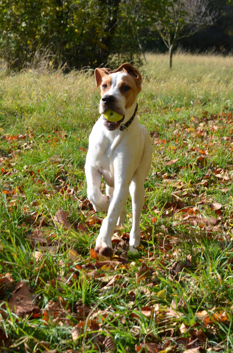 Pejsek a fenka_pointer_štěňátka_CHS z Mešinské hájovny - 11