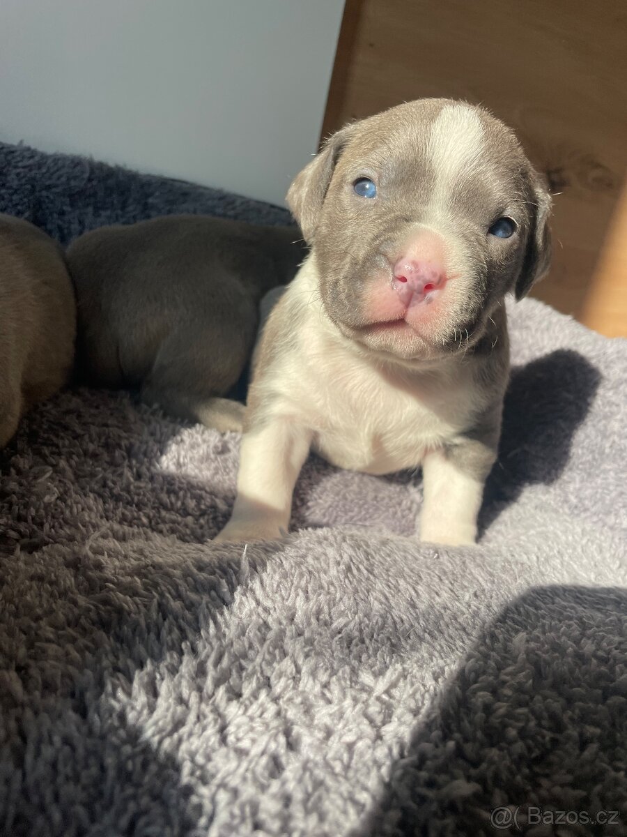 American Bully x Staford - 11