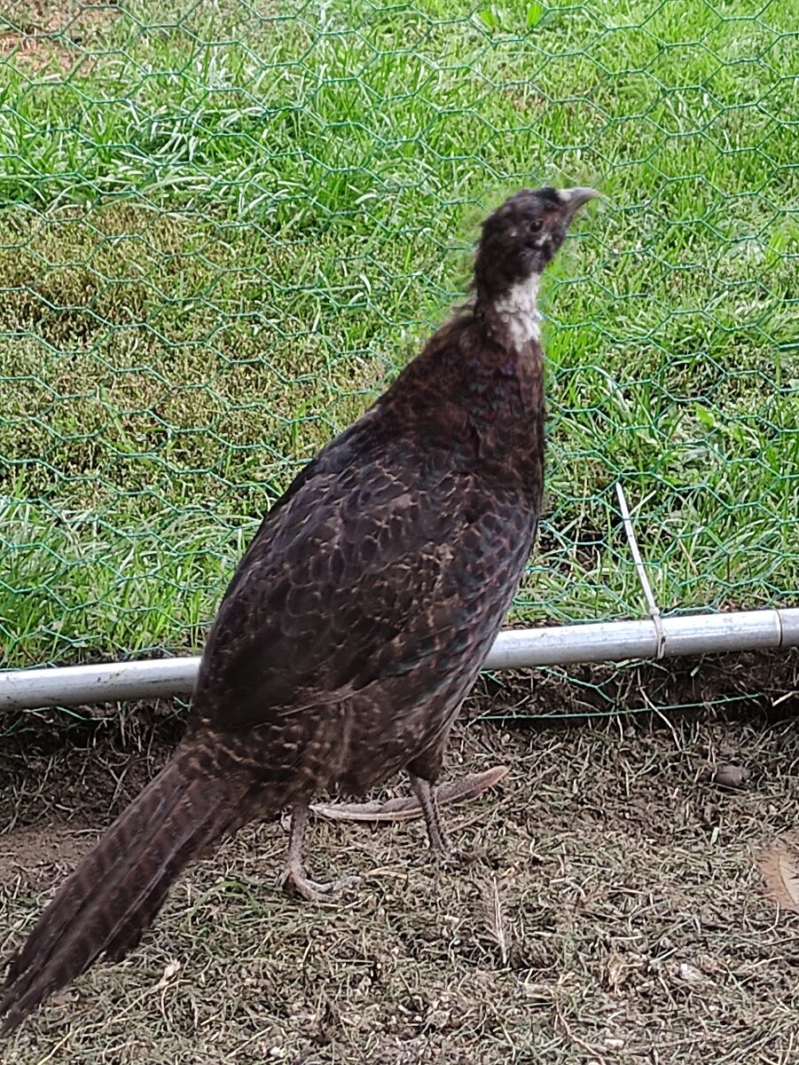 Bažanti - 11