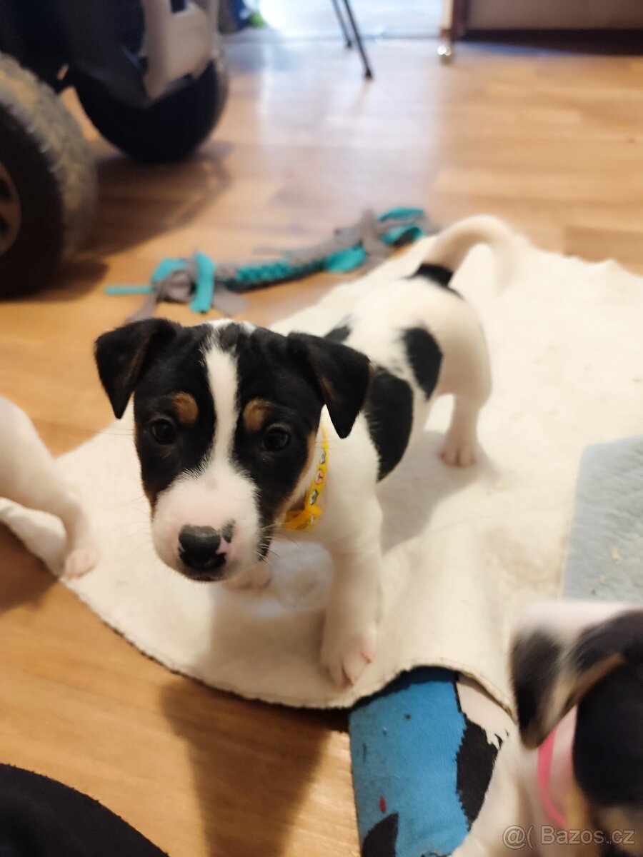 Jack Russell teriér - 11