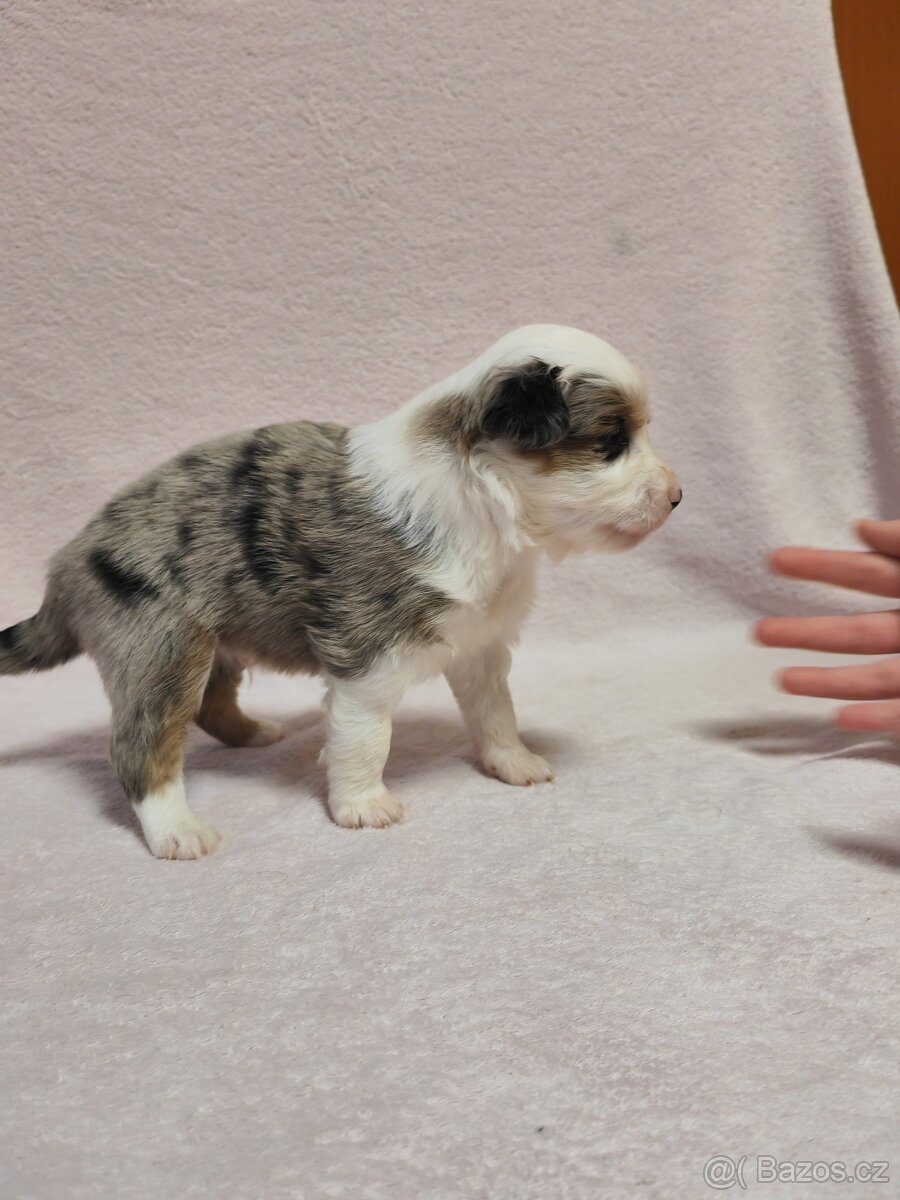Štěňata Miniaturní americký ovčák s PP - 11