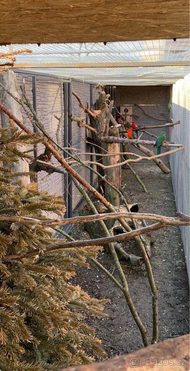 Alexandr Čínský 1.0 chovný samec 23 - 11