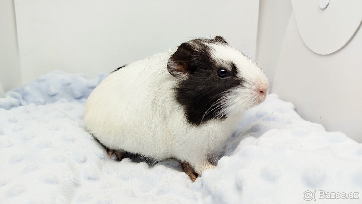 Morče, Morčata, Morčátko, Morčátka - BETTY - 11