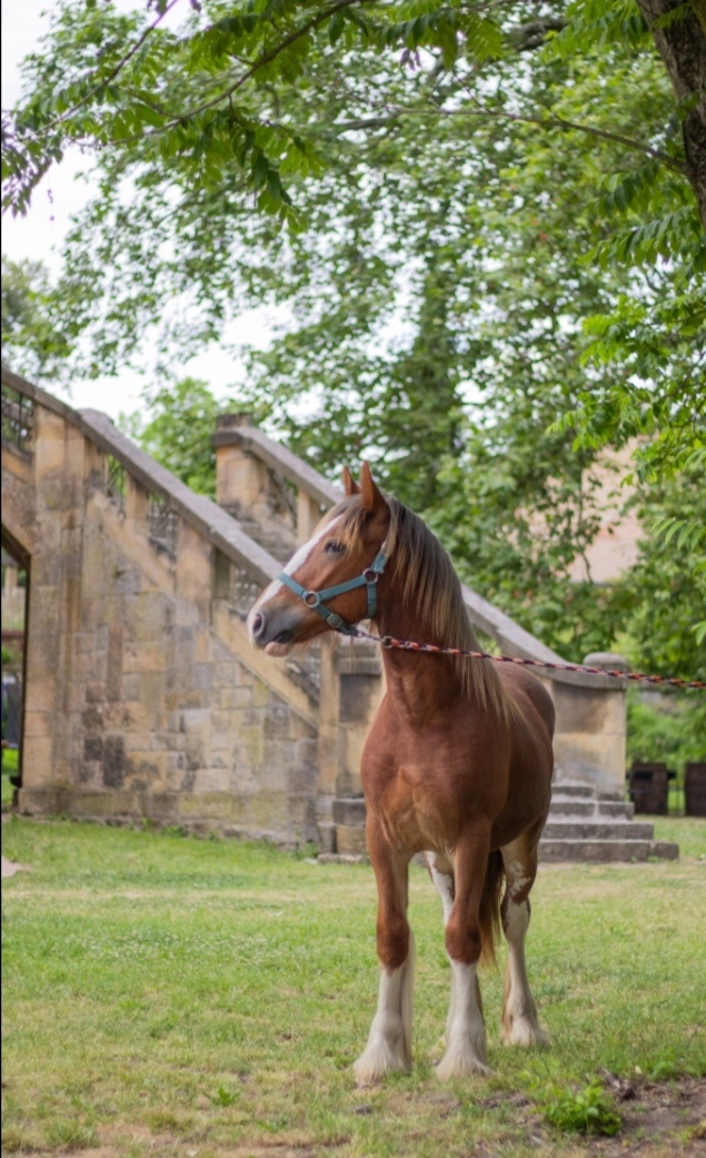 Drum horse hřebec, matka Shire horse, otec irský cob - 11