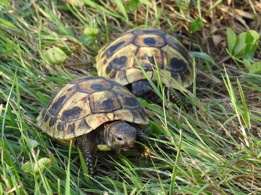 Malé suchozemské želvy - 11