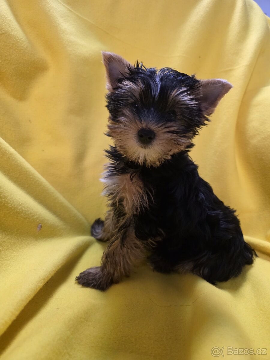 Jorkšířský teriér - 11