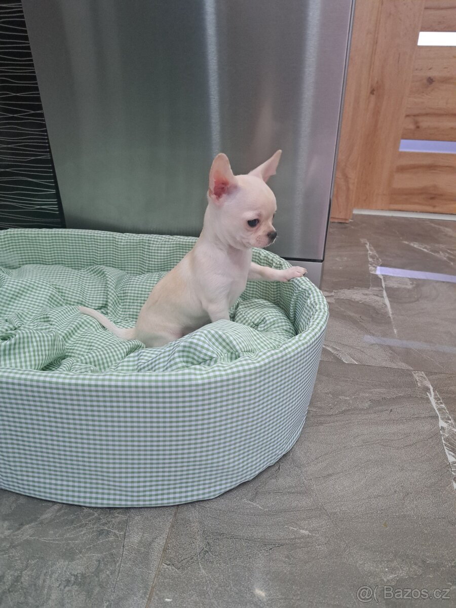 Čivava Mini pejsci - 11