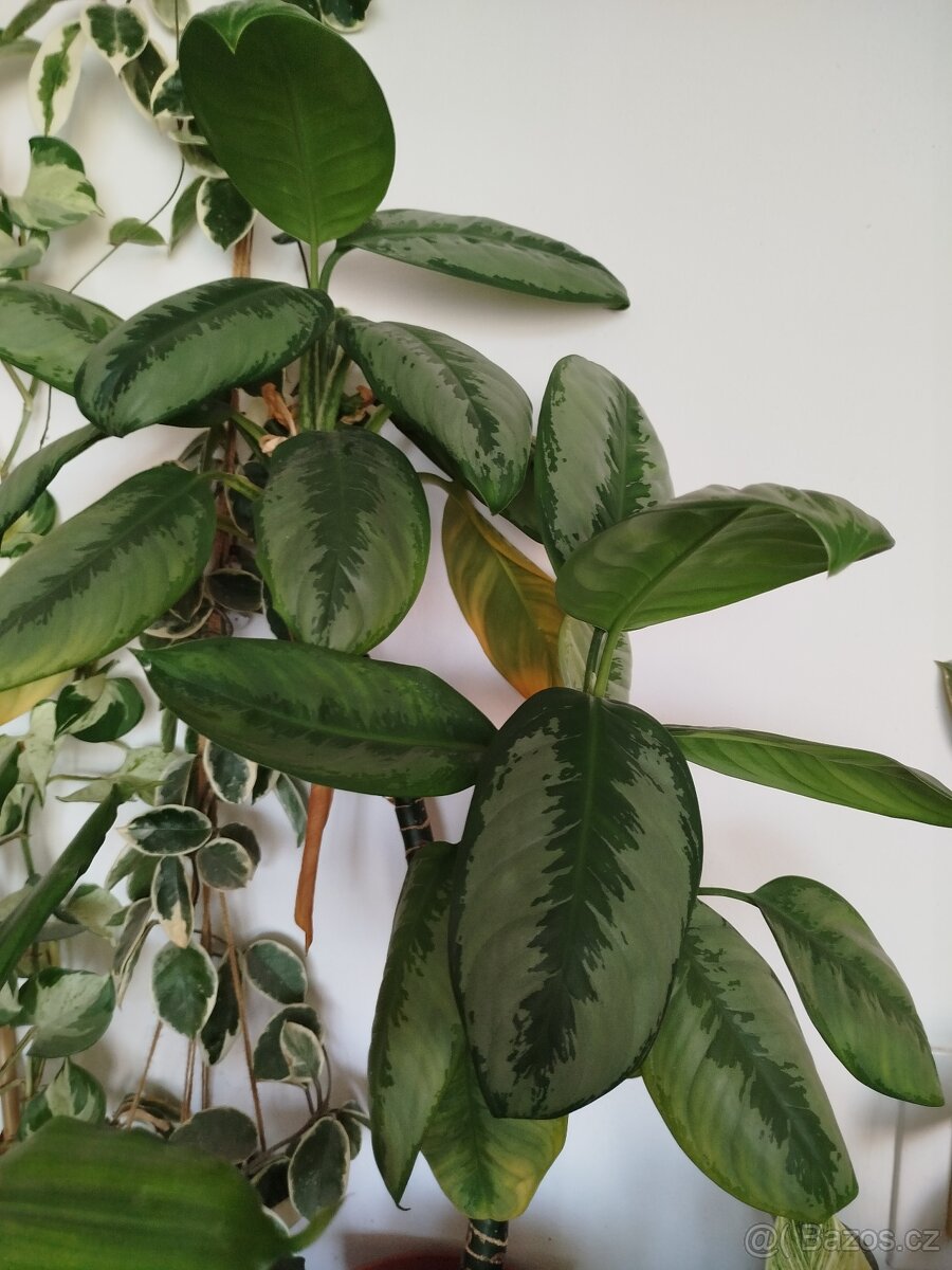 Pokojové rostliny - 11