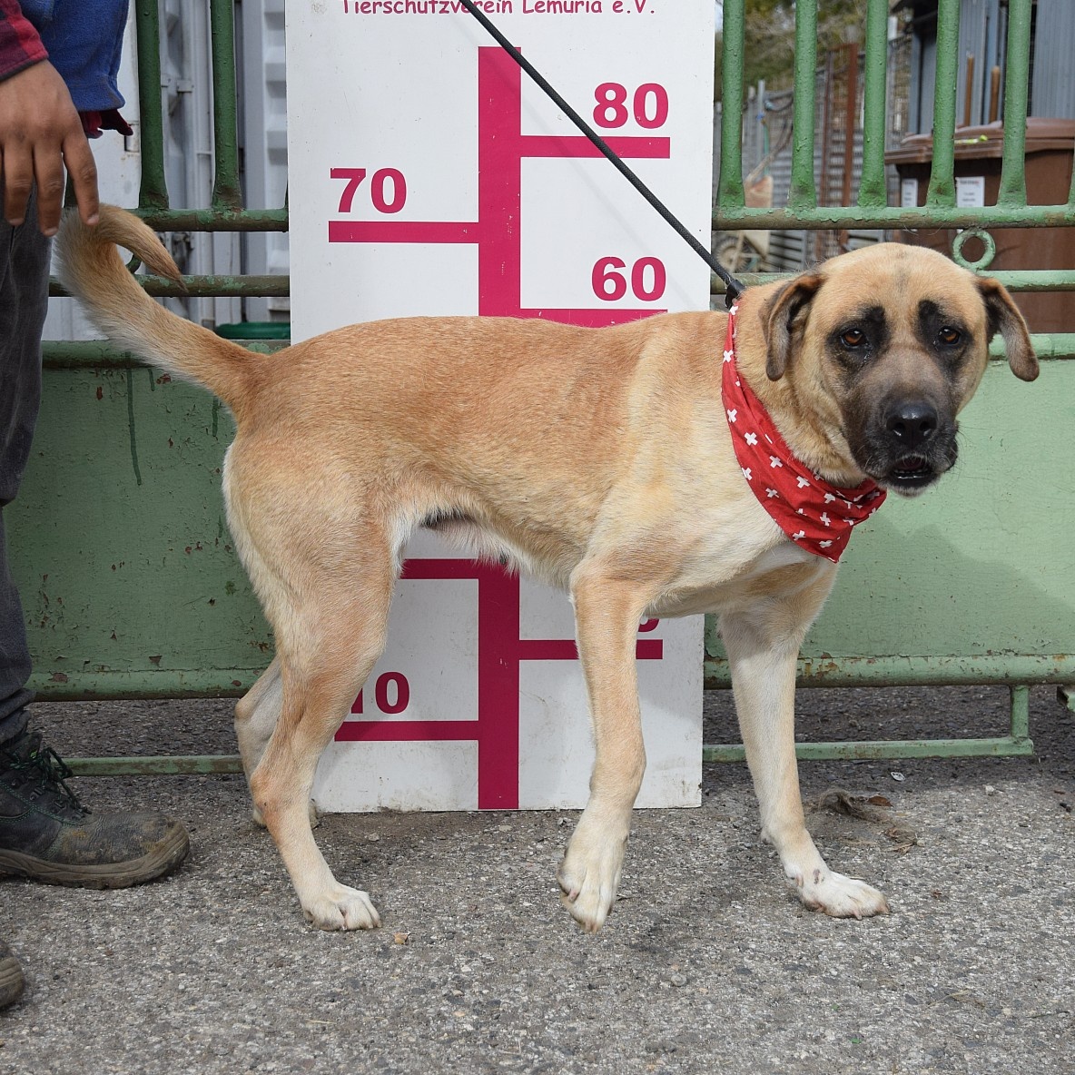 🐶 Tina – krásná a oddaná společnice 💛 - 11