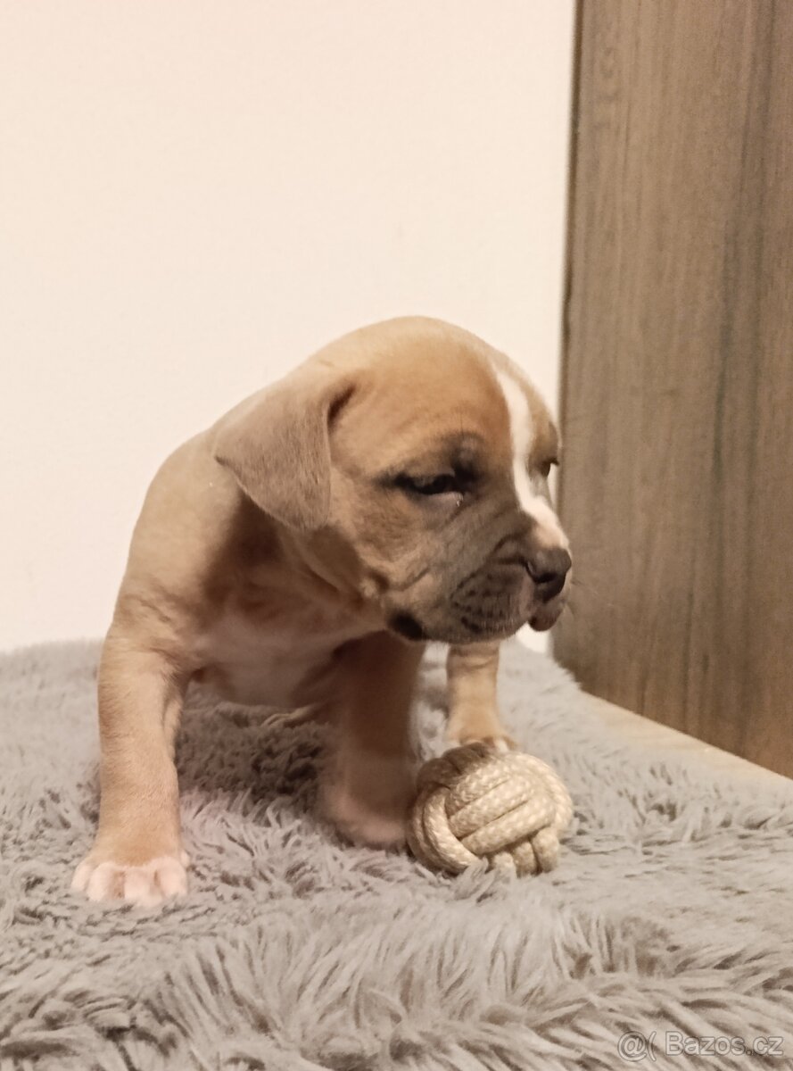 American Bully Standard - 11