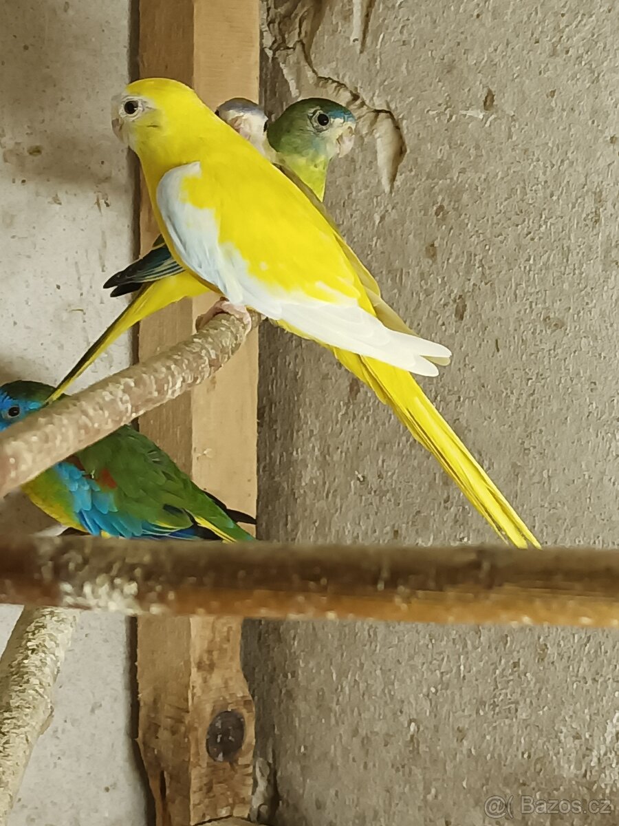 Neoféma tyrkysová - 11