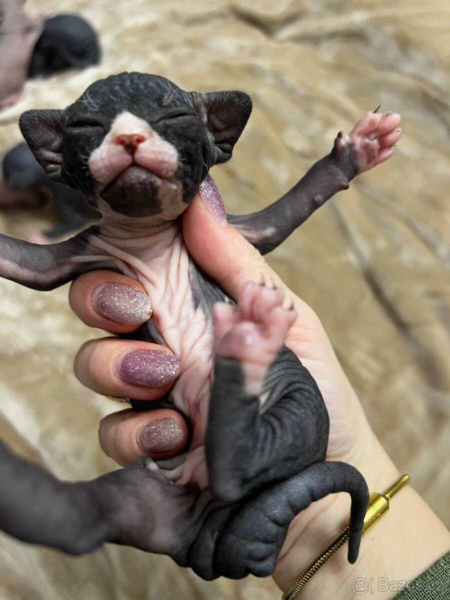 Kanadský sphynx - 11