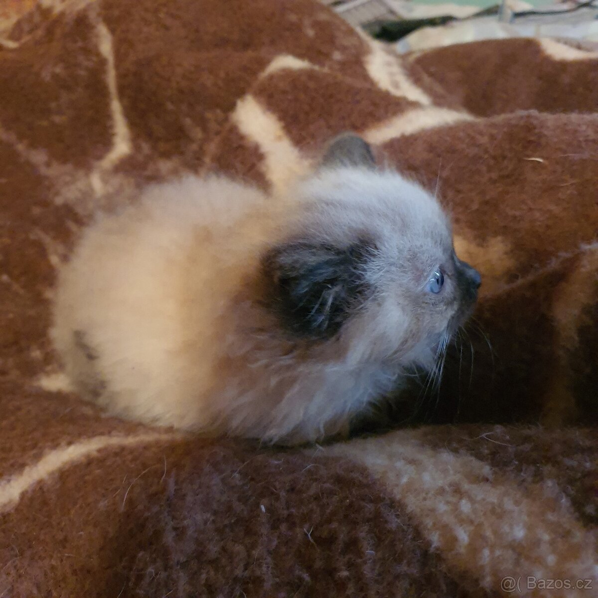 Kocurik ragdoll - 11