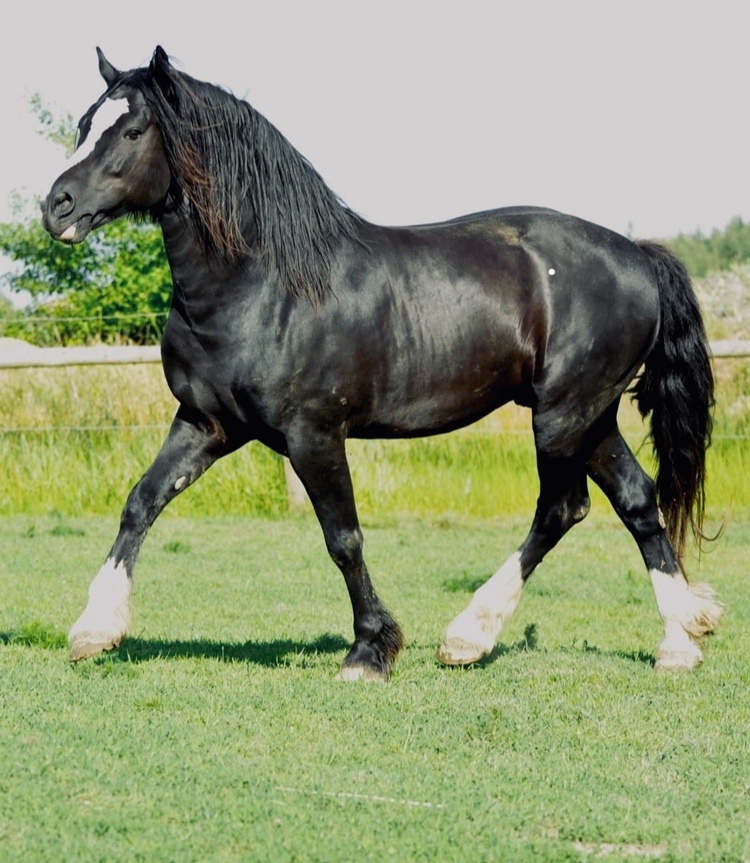 REZERVACE- Welsh Cob klisna 3 roky - 11