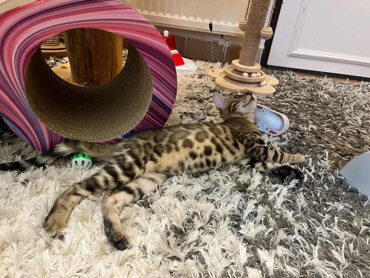 Bengálská kočka - 11