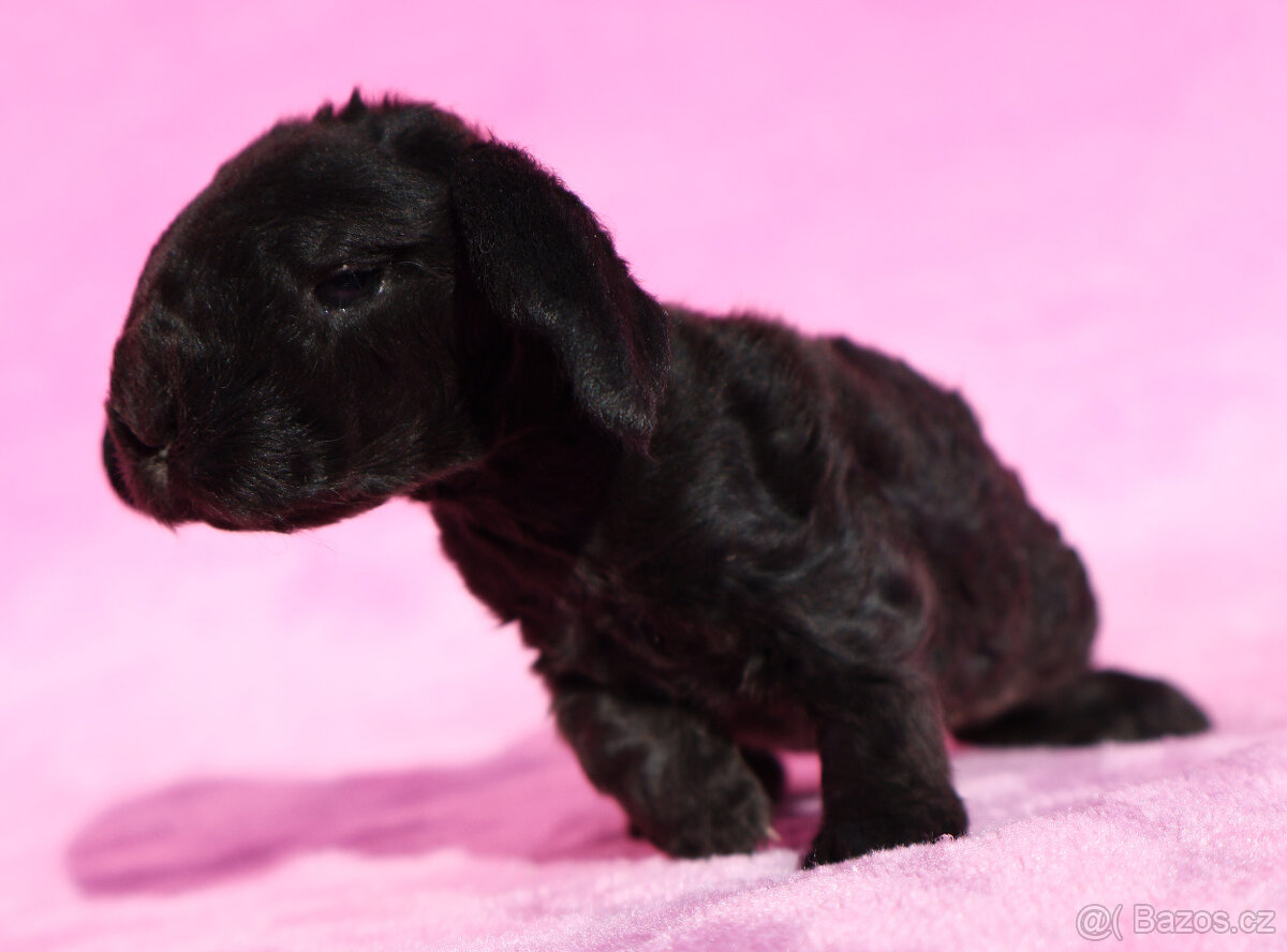 Zakrslí beránci s VP . Samičky . - 11