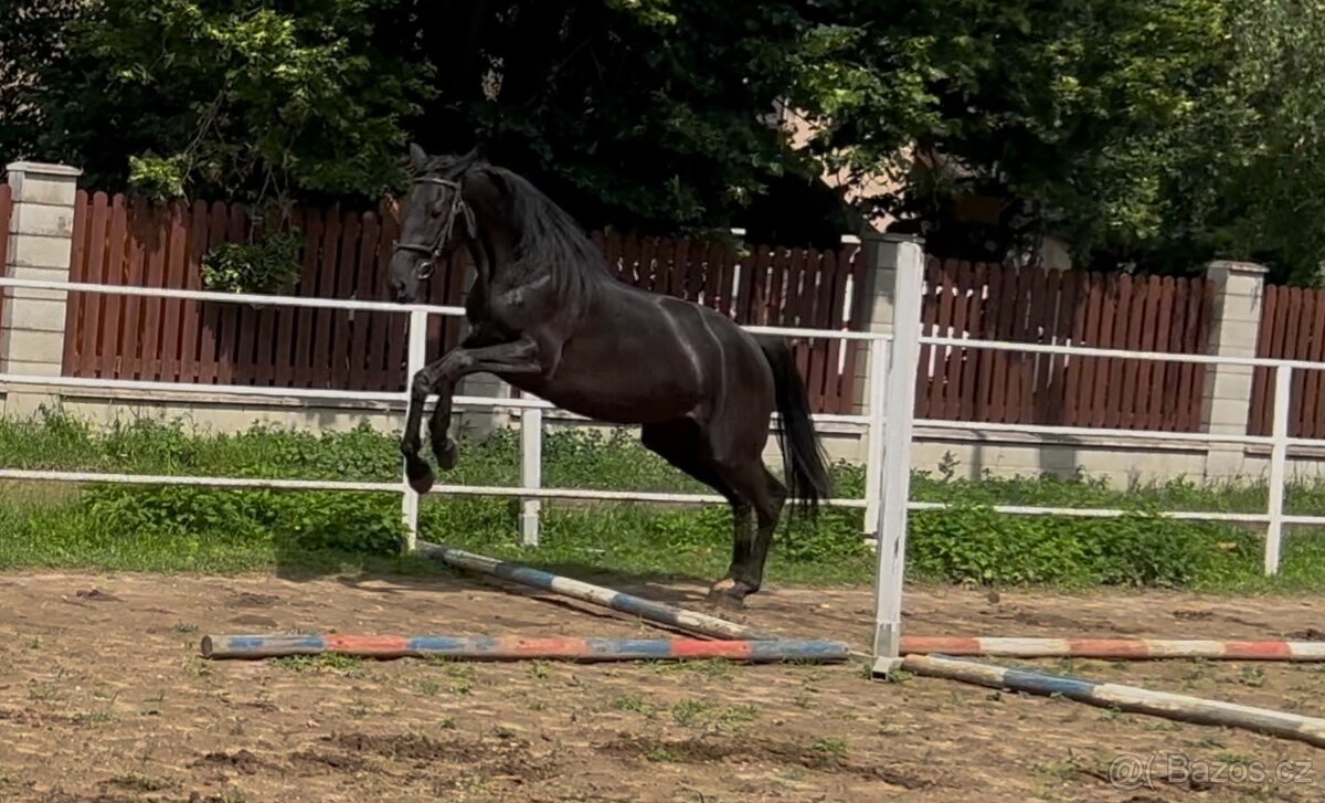 klisny čt vrané - 11