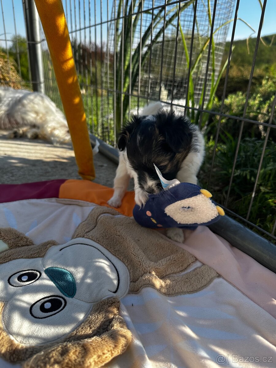Papillon s PP - 11