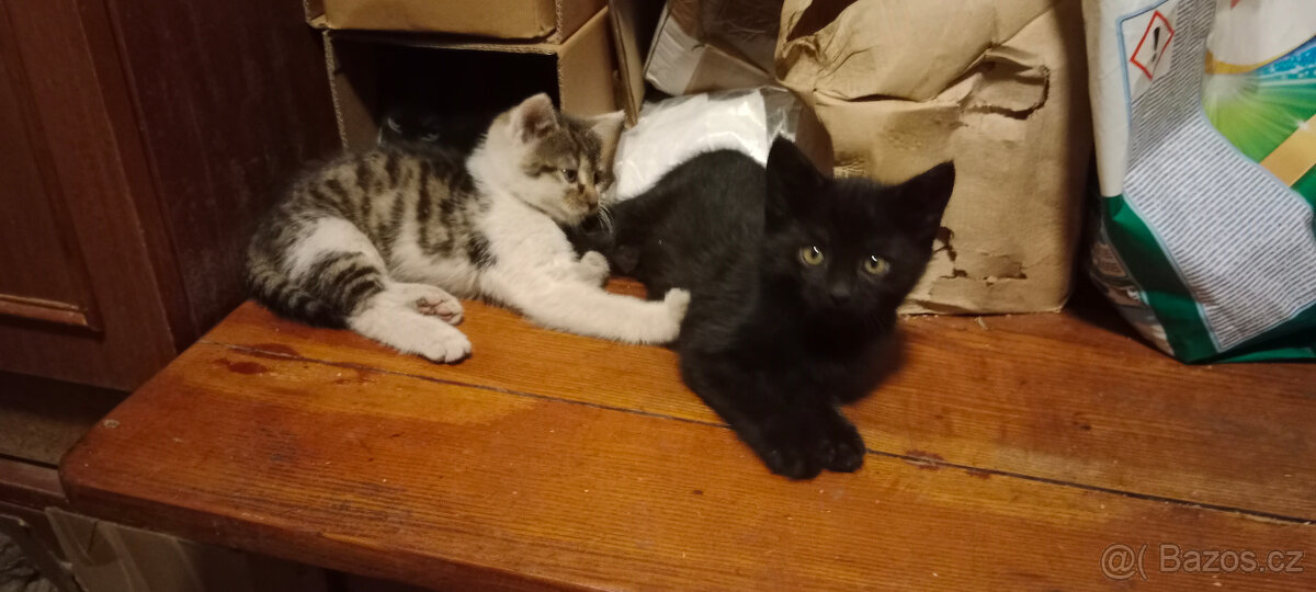 DARUJEME koťátka, koťátko, kotě, kocourka, kočičku - 11