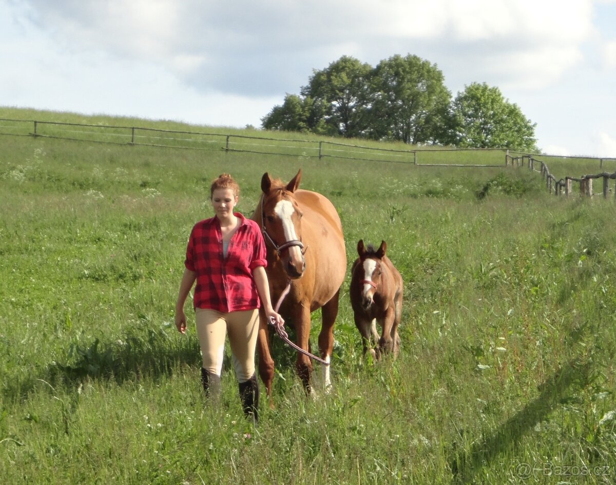 Ustájení koní na Šumavě - 11