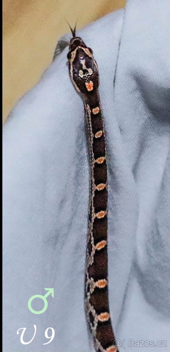 Užovka červená - mláďata - 11