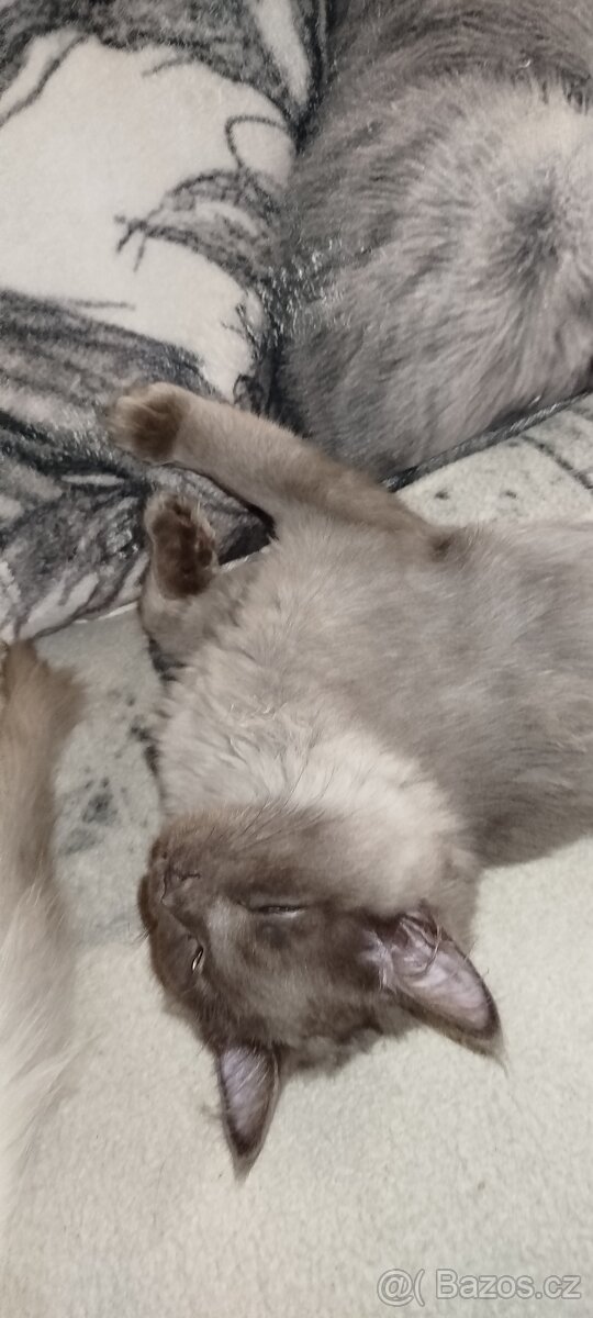 Mainská mývalí bez pp - 11